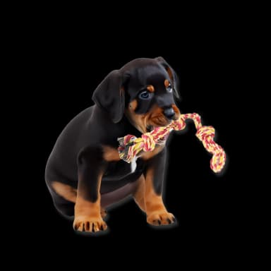 Set juegos para perros - 11 Unidades