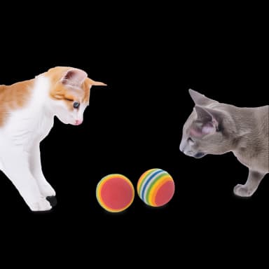 Set juegos para gatos 24 unidades - Túnel T